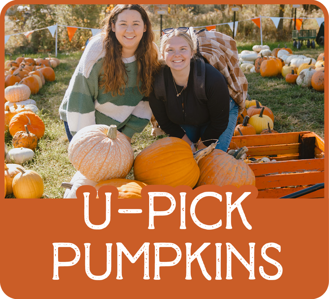 Moore U-Pick Pumpkins