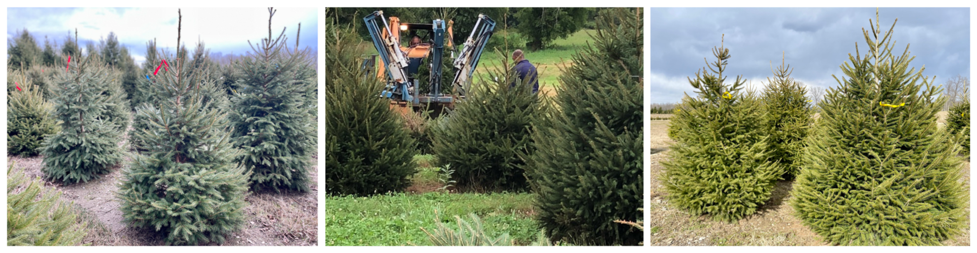 Moore Landcaping Trees